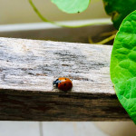 L’oroscopo di lunedì 1 marzo, Bilancia: la fortuna via ha un po’ abbandonato