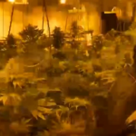 Torino, ‘fabbrica’ di marijuana in provincia: quattro arresti