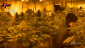 Fabbrica di marijuana in provincia di Torino