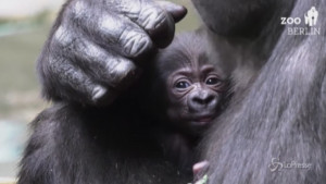 Nata una cucciola di gorilla
