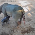 Nato raro esemplare di rinoceronte nero in uno zoo australiano