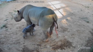 Rinoceronte nero in uno zoo australiano