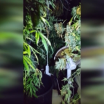 Palermo, producono tonnellate di marijuana per tutta la Sicilia