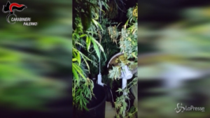 Producono marijuana per tutta la Sicilia