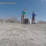 Il cucciolo di lince rossa ritorna in libertà dopo le cure