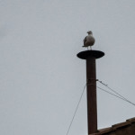 13 marzo 2013 - Elezione Papa Francesco