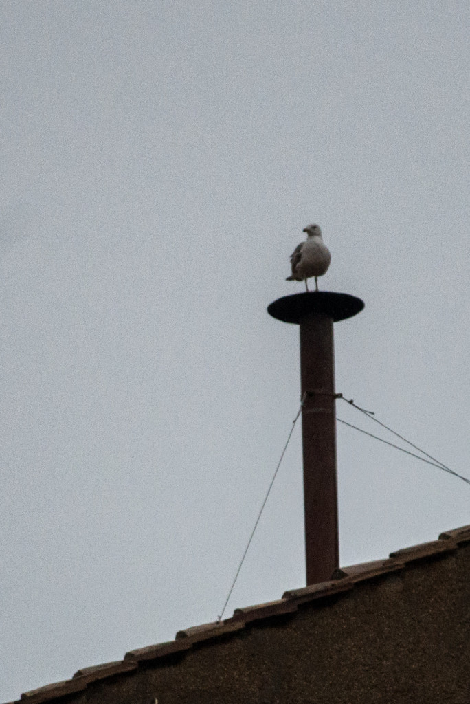 Galleria foto 'Il 13 marzo del 2013 l’argentino Bergoglio diventa Papa Francesco' - foto 7