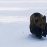 Romania, sciatore inseguito da un orso in pista: la fuga
