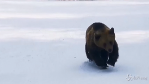 Sciatore inseguito da un orso in pista