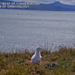 Nuova Zelanda: l’albatros goffo si ribalta in fase di atterraggio