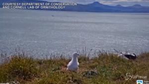 Albatros goffo si ribalta