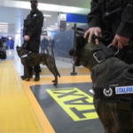 A Roma sperimentazione per addestrare cani ‘anti-covid’