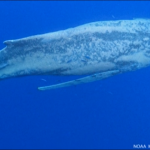 Megattera impigliata in una lenza è stata liberata a Maui