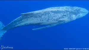 Megattera impigliata in una lenza liberata a Maui