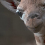 Una baby giraffa nata allo zoo di Chester