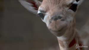 Baby giraffa nata allo zoo di Chester