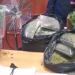 Bosconero: mega serra di marijuana in appartamento