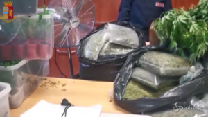 serra di marijuana in appartamento