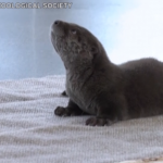 Ecco Pascal, il cucciolo di lontra dello zoo di Chicago