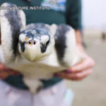 Usa: tartarughe marine salvate dall’ondata di gelo, ora nuotano libere