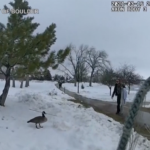 Usa, polizia salva oca colpita da un freccia vicino al becco