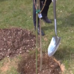 Covid, a Bergamo piantato il primo albero del Bosco della Memoria