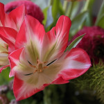 Un’altra primavera
