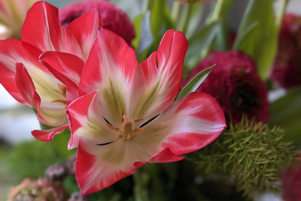 fiore all'occhiello, tulipano