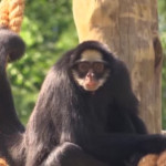 Brasile, dopo 17 mesi di lavori riapre lo zoo di Rio de Janeiro