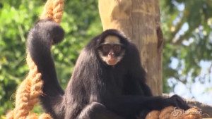 zoo di Rio de Janeiro