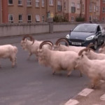 Galles: la cittadina di Llandudno è invasa dalle capre selvatiche