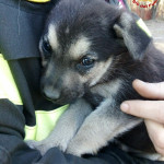 Torino, due cuccioli intrappolati in tubature: salvati dai Vigili del Fuoco