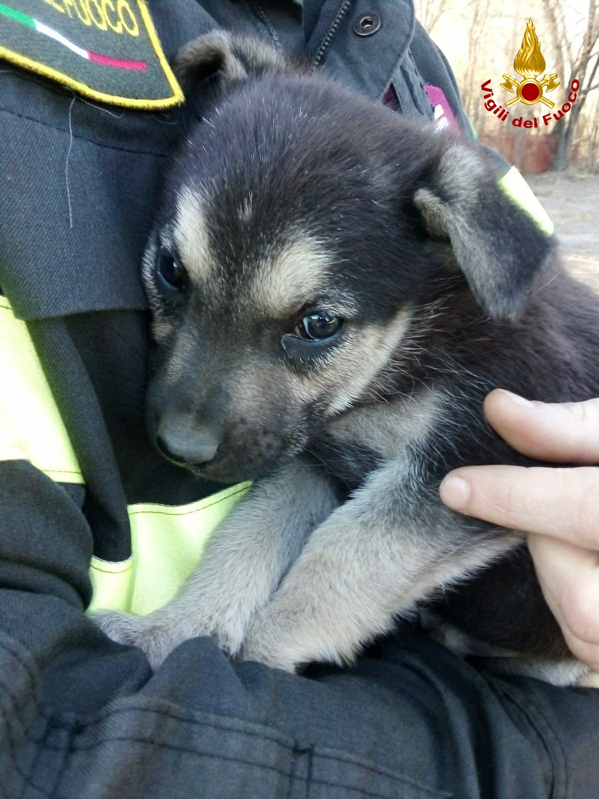 Torino, due cuccioli intrappolati in tubature: salvati dai Vigili del Fuoco
