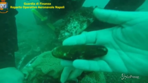 pesca di frodo dei datteri di mare
