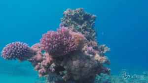 coralli coltivati in laboratorio per ripopolare i mari