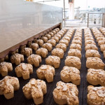 Pasqua, Balocco: “Per colombe e uova previsto un ritorno al fatturato del 2019”