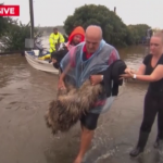 Allagamenti in Australia: messo in salvo l’emù Gookie