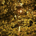 Oroscopo del giorno di giovedì 25 marzo, Leone: l’amore illumina la vostra vita