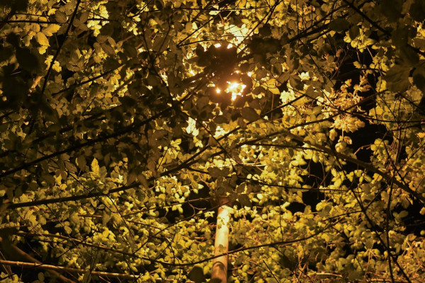 Roma. Strade al buio, la luce dei lampioni coperta dai rami degli alberi
