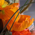 Colorarsi con i papaveri