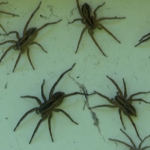 Australia, il Nuovo Galles del Sud infestato da migliaia di ragni