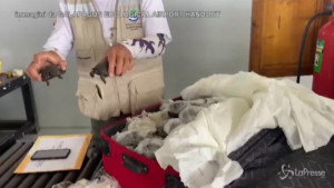 tartarughe nascoste in una valigia