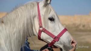festival dei cavalli nel sito Unesco di Hatra