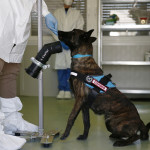 Addestramento dei Covid Dog al Campus Biomedico