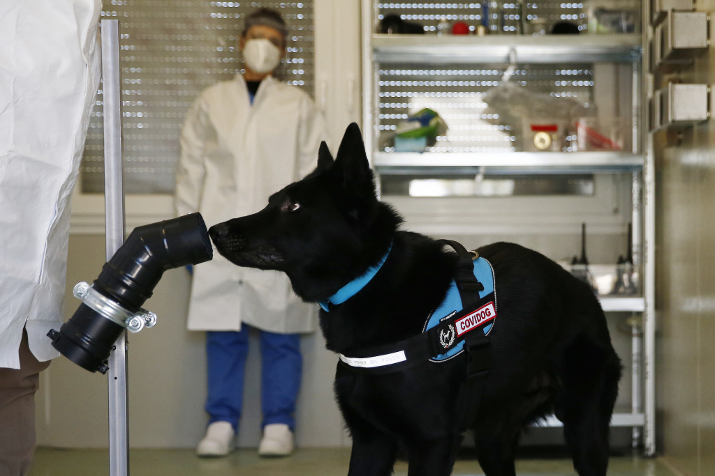 Galleria foto 'Al Campus Biomedico di Roma l’addestramento dei cani anti-Covid – FOTOGALLERY' - foto 4