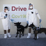 Al Campus Biomedico di Roma l’addestramento dei cani anti-Covid – FOTOGALLERY