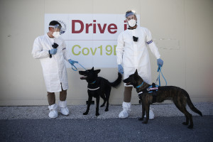 cani vengono addestrati a fiutare la sudorazione di un soggetto positivo al Sars-Cov 19