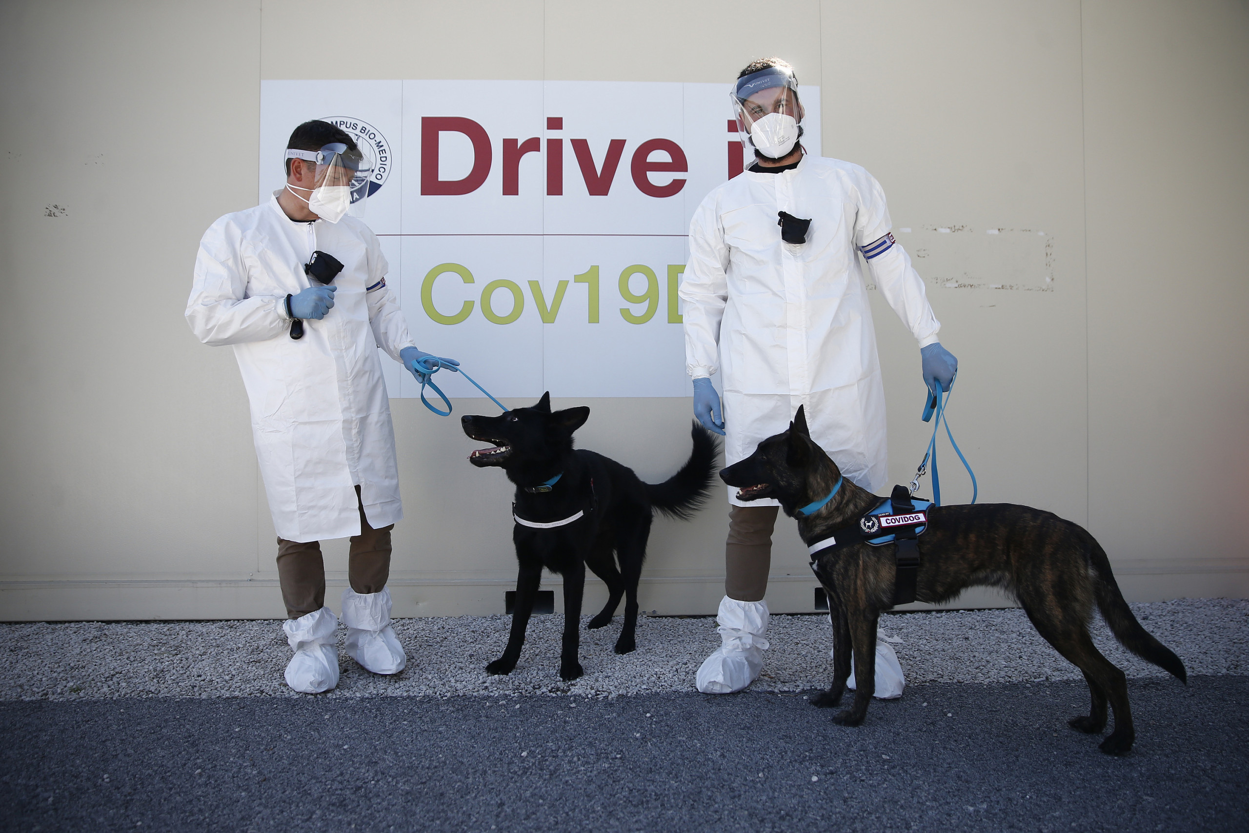 Al Campus Biomedico di Roma l’addestramento dei cani anti-Covid – FOTOGALLERY