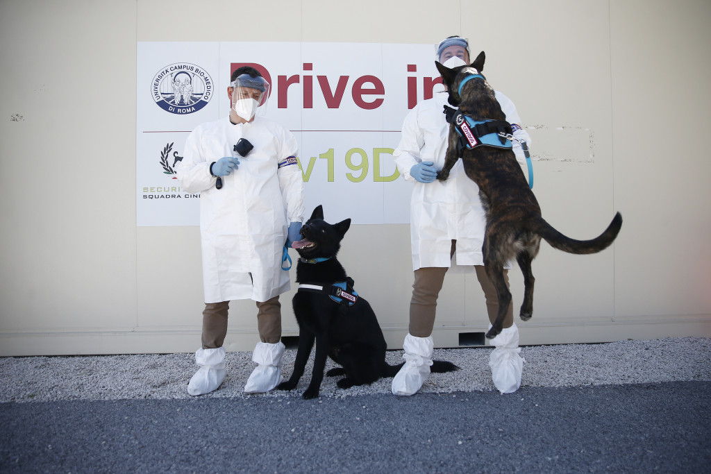 Galleria foto 'Al Campus Biomedico di Roma l’addestramento dei cani anti-Covid – FOTOGALLERY' - foto 3