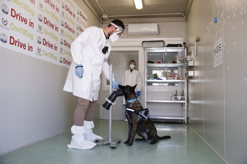 Galleria foto 'Al Campus Biomedico di Roma l’addestramento dei cani anti-Covid – FOTOGALLERY' - foto 5